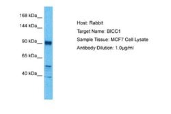 BICC1 Rabbit anti-Human, Polyclonal, Novus Biologicals 0.1 mL | Buy Online | Novus Biologicals | Fisher Scientific